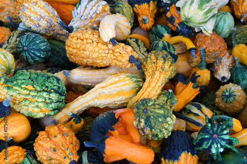 pile of gourd in autumn harvest season