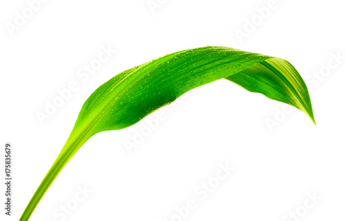 green leaf with drops of water