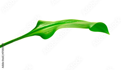 green leaf