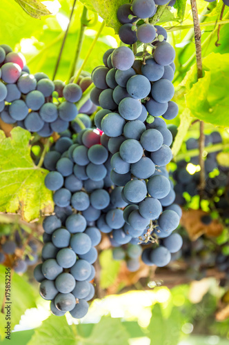 Grapes on the branch. Blue grapes for winemaking.