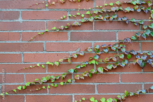 kletternde Weinrebe auf einer Klinkerwand