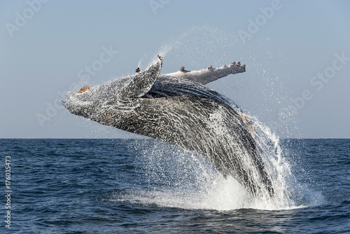 Plakat Humpback whale wharing podczas dorocznej sardynki biegną wzdłuż wschodniego wybrzeża RPA.