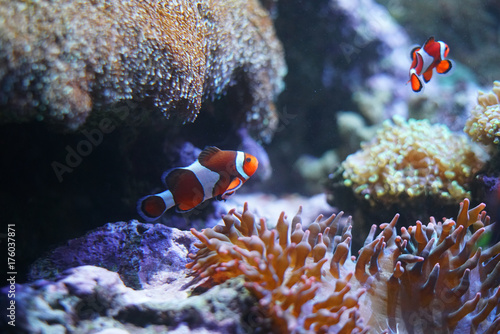 orange clown fish in the coral reef