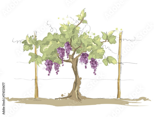 Vineyard / Grape on the trellis, color vector illustration