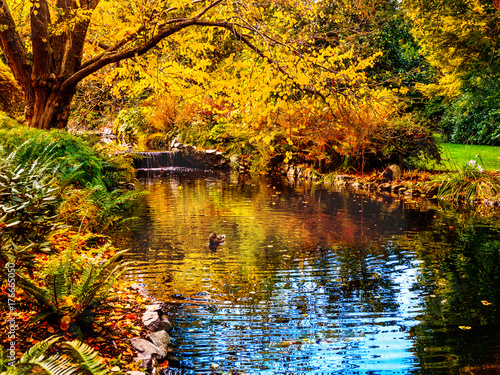 Zdjęcie XXL Watrestream during autumn season in the public Beacon Hill Park, Victoria BC, Canada