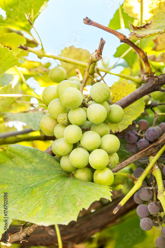 A green grapevine in a vineyard.