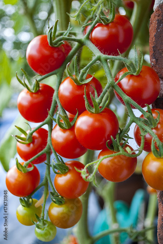 Rote Tomaten an einem Tomatenstrauch, Freilandanbau, Paradeiser, Solanum lycopersicum 