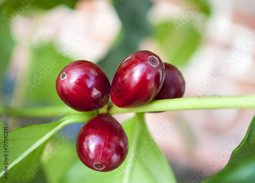Kaffeepflanze, Coffea arabica, Rubiaceae, Robusta, mit reifen, roten Kaffeekirschen 