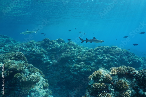 Plakat Podwodne życie morskie seascape na zewnętrznej rafie koralowej wyspy Huahine, na południowym Pacyfiku, Polinezja Francuska, Oceania
