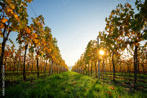 Colorful vineyard on a sunny day. Yellow colored leaves vine in autumn.