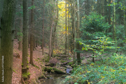 Misty forest stream in the fall