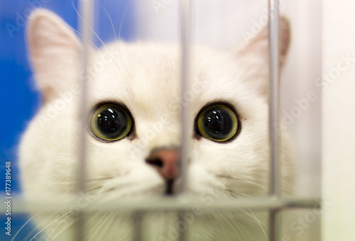 Portrait of a cat in a cage