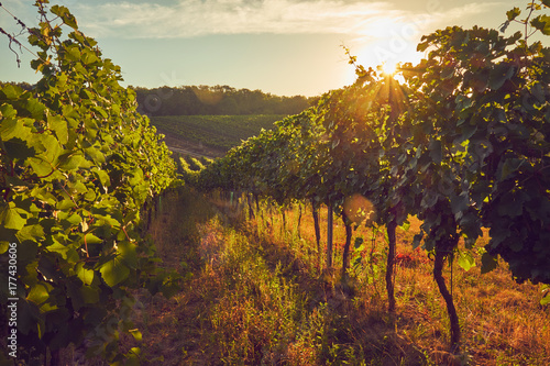 Autumn vineyard at sunset in Moravia, toned.