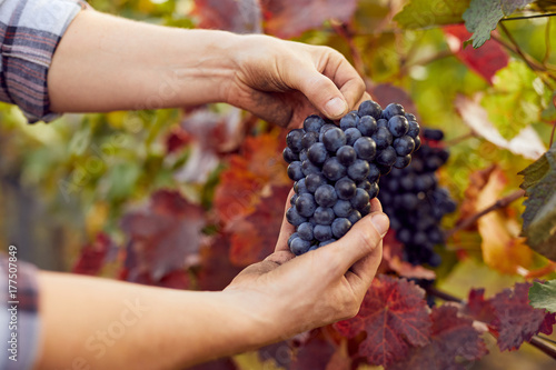 Male hands holding blue grapes at harvest