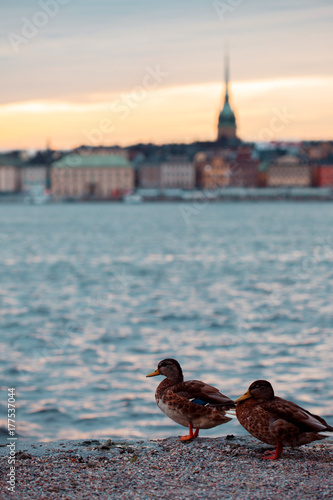 Stockholm. Cityscape image of Stockholm. Ducks in the foreground
