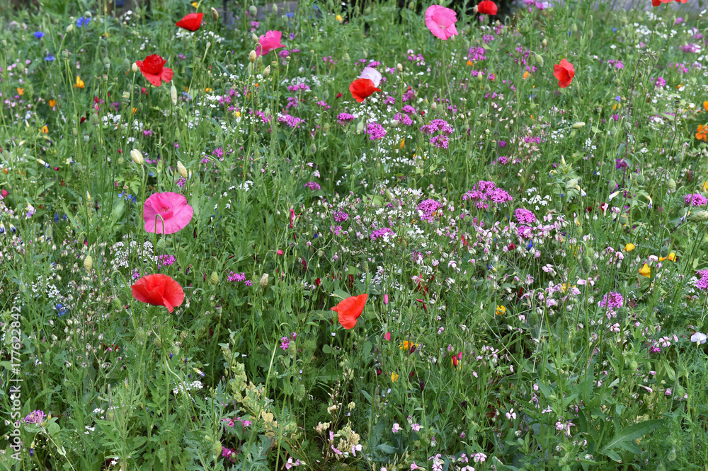 Blumenwiese 