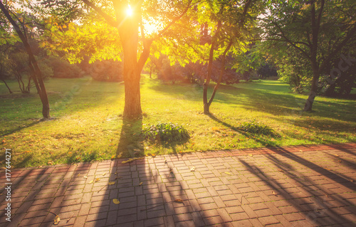 View of trees in park on a time of autumn. The shadow of the tree on a sunny day. Fall nature background.