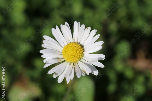 Gänseblümchen (Bellis perennis) - Korbblütler (Asteraceae) im grünen Gras