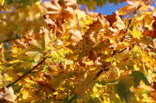 Ahornbaum (Acer) - verfärbte, bunte Blätter im Oktober