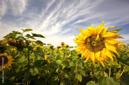 Blooming Sunflowers Field 