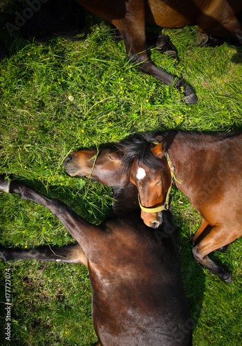 Horses sleeping on a meadow.