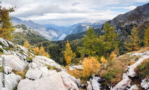 Plakat Kolorowi modrzewiowi drzewa z górami i jeziorem. Park Narodowy Berchtesgaden.
