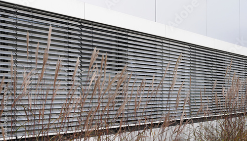 Chinaschilf vor Fensterfront mit Jalousien