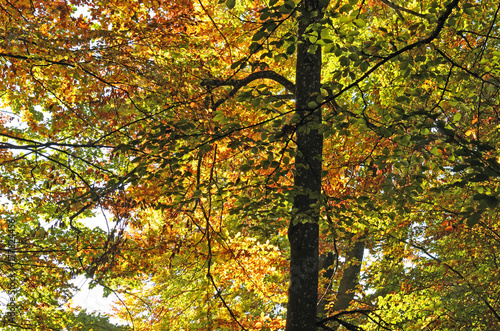 Herbst im Buchenwald