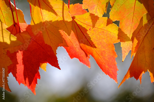 Leaves changing colors from green to gold and red for fall