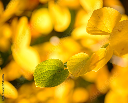 Leaves changing colors from green to gold and red for fall