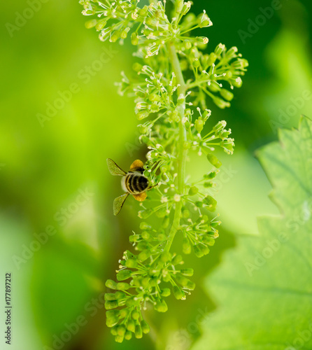 bee on the green grapes