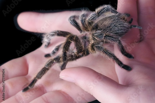 Vogelspinne ( Grammostola porteri ) sitzt auf den Händen einer Frau