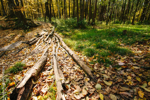 Autumn forest scenery with a path