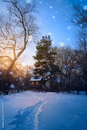 Beautiful winter sunset with trees in the snow