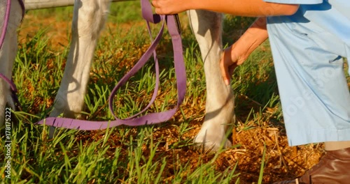 Veterinarian doctor checking the horse 