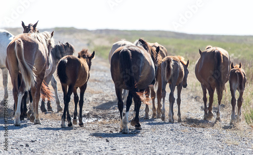 a horse in a pasture in the desert