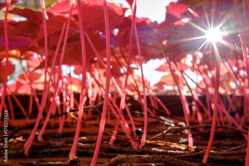 Red ivy creates a forest-like canopy for a sunburst to shine through