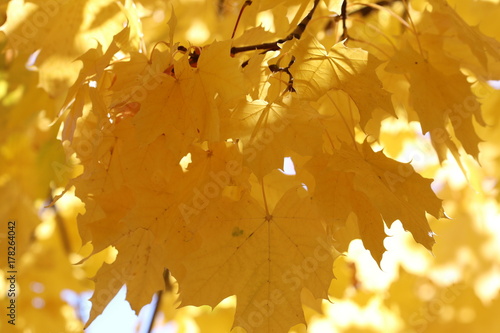 Ahornbaum (Acer) - gelb verfärbte Blätter im Oktober