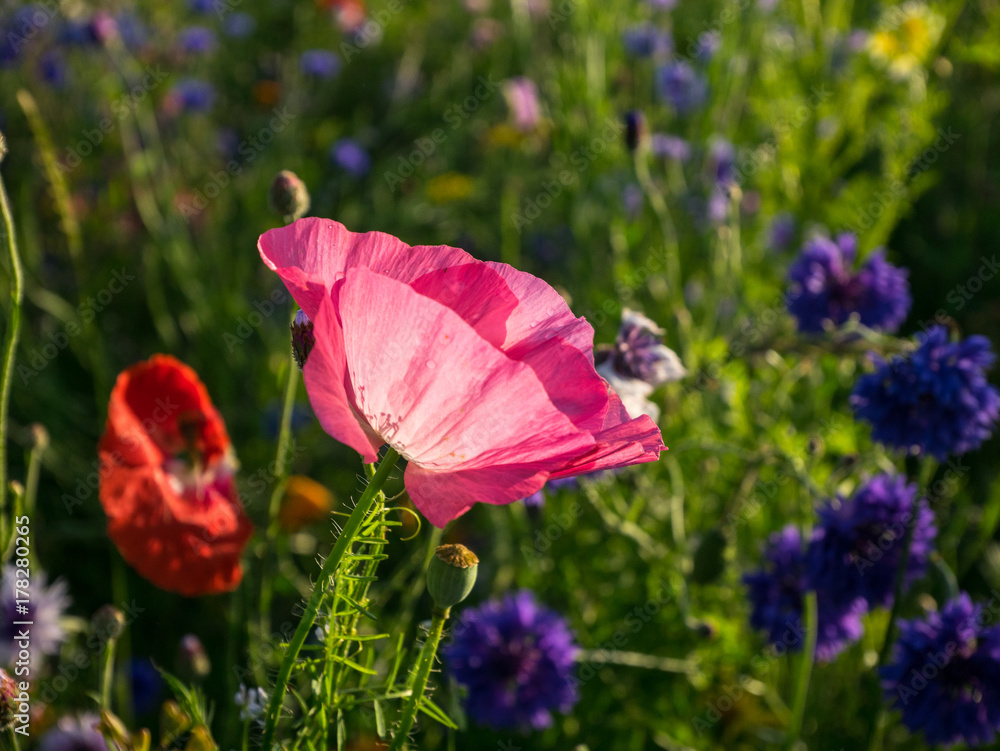 Bee meadow