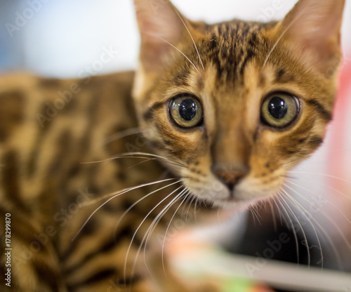 Portrait of a thoroughbred cat at the exhibition