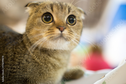 Portrait of a thoroughbred cat at the exhibition
