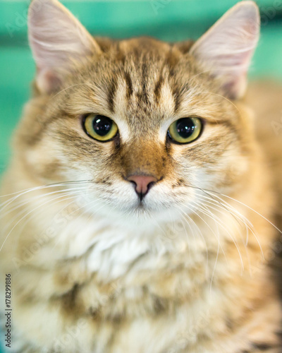 Portrait of a thoroughbred cat at the exhibition