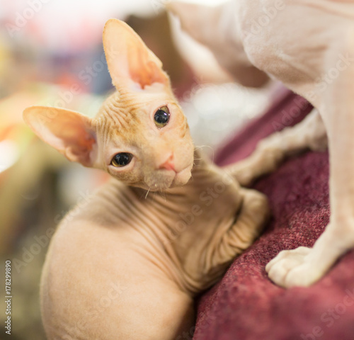 Portrait of a bald cat at an exhibition