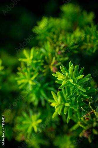 Zdjęcie XXL Taxus (cisowe drzewo) w ogrodzie. Selektywna ostrość. Niewielka głębokość pola.