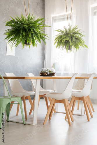 Ferns above dining wooden table