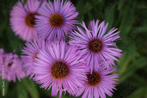 Blüten/ lila Asterblüten (Aster) - Korbblütler (Asteraceae)