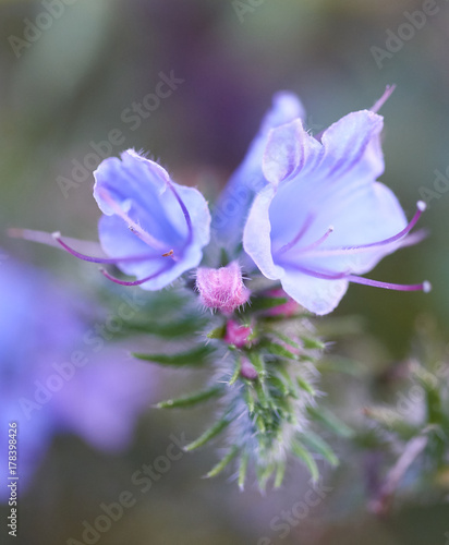 Zdjęcie XXL Dzika błękitna roślina w lato łące (żmii farbowanie lub blueweed).