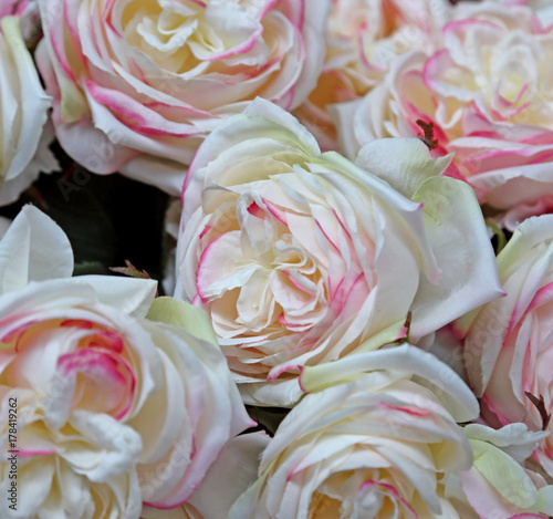 Fototapeta background of many pink and white rose in the florist shop