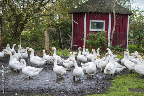 Neugierige Gänse auf Wiese im Herbst in Deutschland, Gänsebraten für Weihnachten 