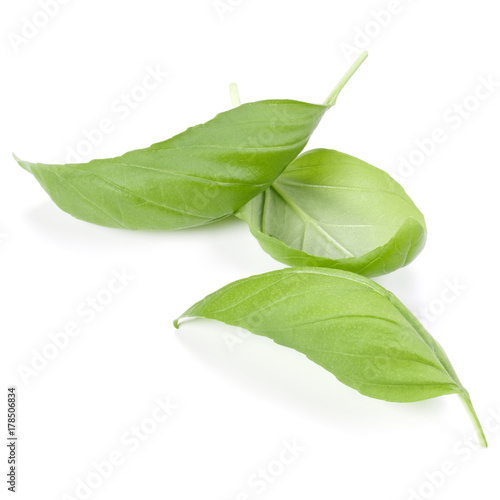 sweet basil herb leaves isolated on white background. Genovese basil leaf.